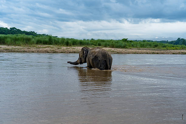 istock Elephant Wildlife In Nepal 2228864003
