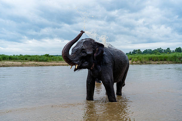 istock Elephant Wildlife In Nepal 2228864059
