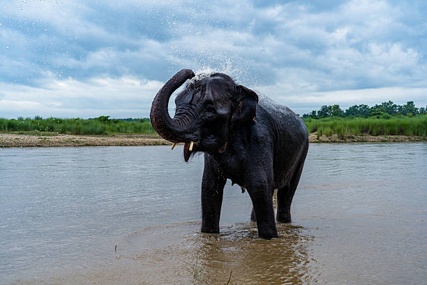istock Elephant Wildlife In Nepal 2228864065