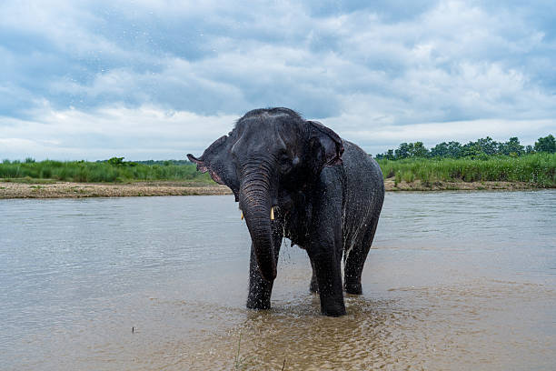 istock Elephant Wildlife In Nepal 2228864066