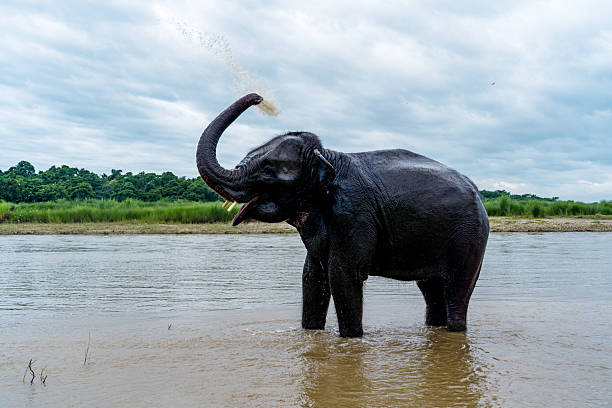 istock Elephant Wildlife In Nepal 2228864085
