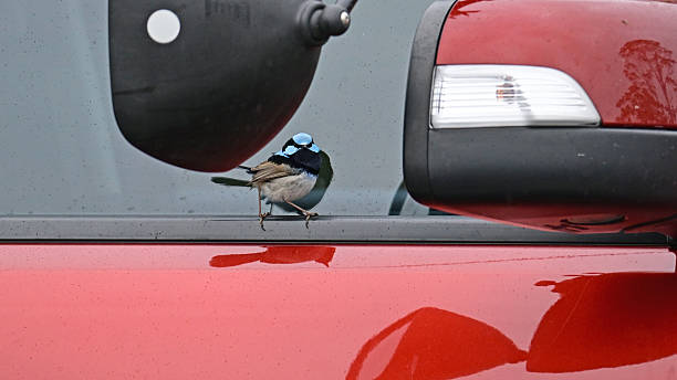 istock Bird on a car door 2228864936