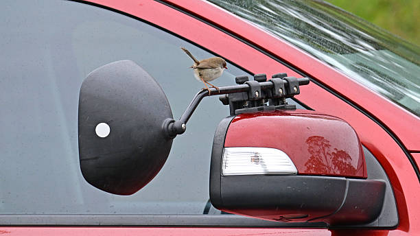 istock Bird on a car door mirror 2228864950