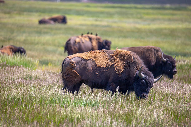 istock Bison in Grand Teton National Park 2228865310
