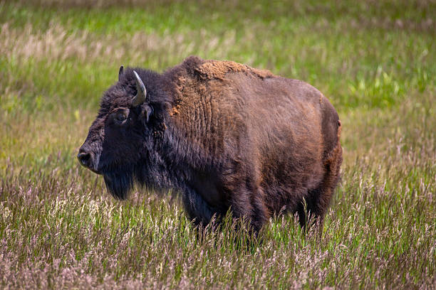Bison in Grand Teton National Park