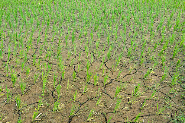 istock Severe Drought In The Tarai, Nepal. 2228866849