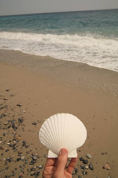 istock Person is holding a white seashell on a beach 2228868459