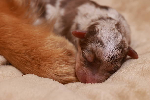 istock A puppy is sleeping on a bed with its paw on a cat's paw 2228868994