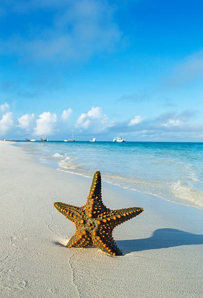 istock Starfish on the beach 2228869035