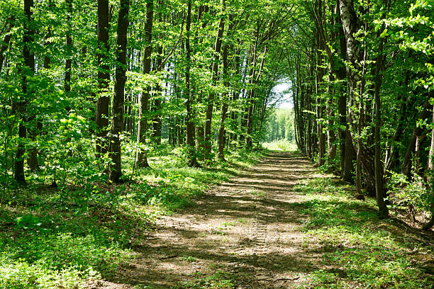 istock Forest trees. nature green wood sunlight backgrounds 2228869109