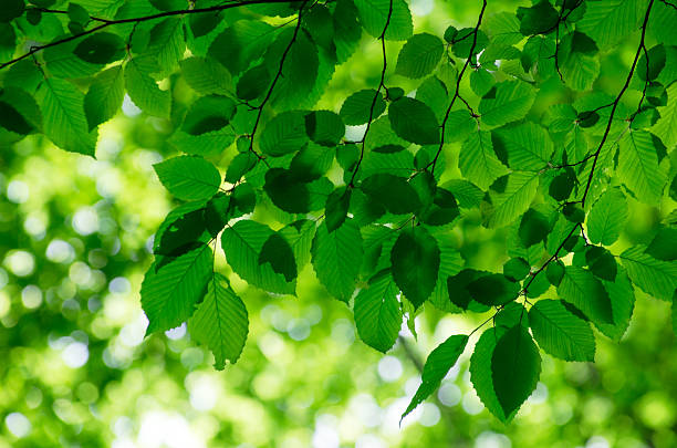 green leaves over green background