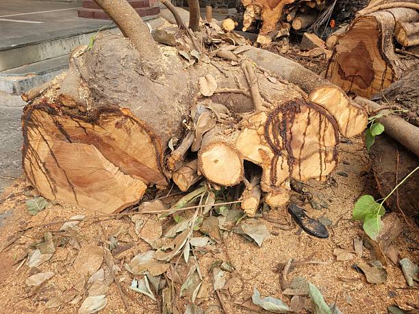 istock Brown wood logs are piled up on the ground 2228869736