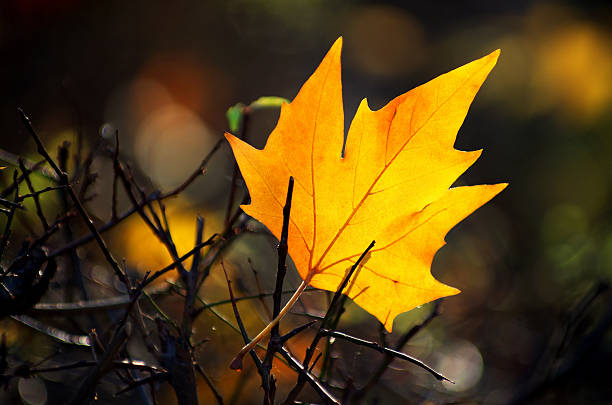 Bright Yellow Maple Leaves in Sunlight During Autumn Season