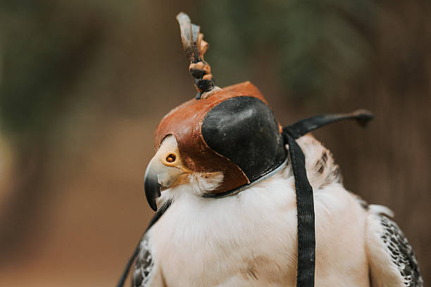 High-resolution images of trained birds of prey used in the ancient art of falconry. This professional wildlife photo shoot captures the beauty, power, and detail of falcons, hawks, and other raptors in natural light. Each image showcases striking features such as sharp talons, piercing eyes, and intricate feather textures. Ideal for editorial use, wildlife publications, educational content, conservation campaigns, and falconry-themed designs. These birds are photographed in controlled settings with a licensed falconer, ensuring authenticity and ethical animal treatment.