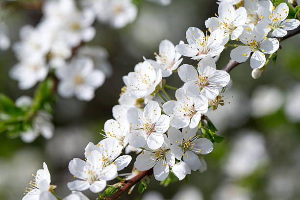 istock Spring border background with blossom, close-up. Abstract floral spring background. Blossoms over blurred nature background 2228871819