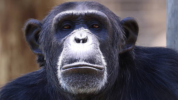 istock The profile of a Chimpanzee 2228874092