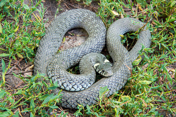 Grass Snakes curled up in the grass in nature. A wild snake close-up.
