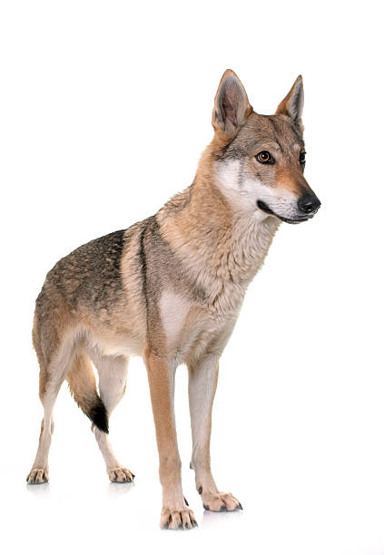 istock czechoslovakian wolf dog 2228875418