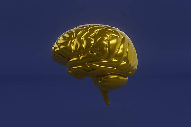istock A gold brain is shown on a blue background 2228875701
