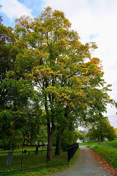istock Serene park path with lush trees and fence. 2228877201