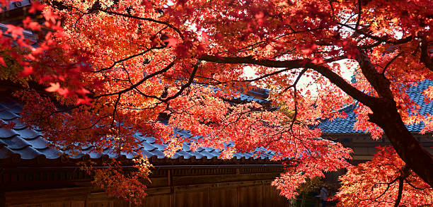 istock Orange maple leaves with morning sunlight shining down. 2228880266