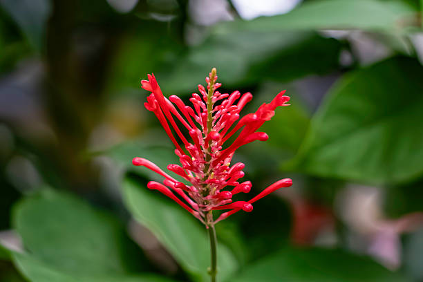 istock Firespike Flower (Odontonema strictum) Blooming in Tropical Forest 2228880790