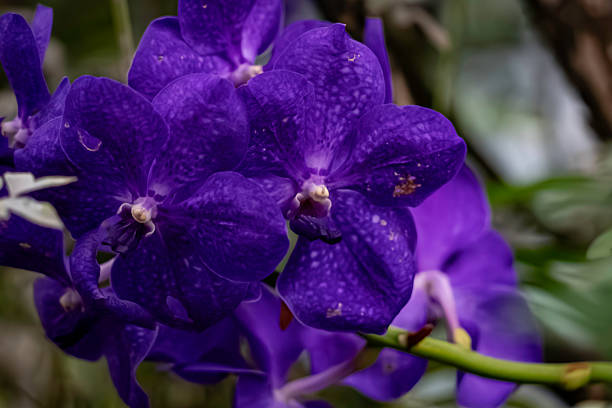 Blue orchid or autumn lady tresses, Vanda coerulea flower in japan. High quality photo