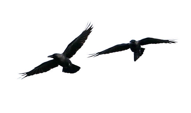 istock Two birds flying in the sky 2228883103