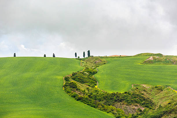 istock Field with cypress trees on the ridge and a ravine 2228883305