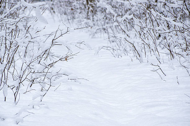 Snow Tree Branches. Winter Landscape. Snowy Forest. Snowdrifts. Cloudy Weather.