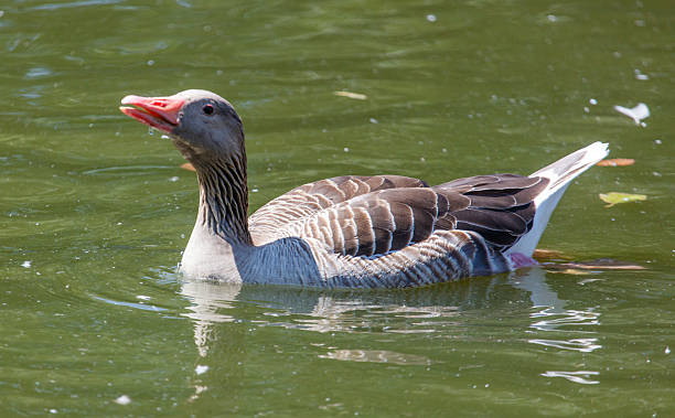 istock A duck is swimming in a pond 2228883374