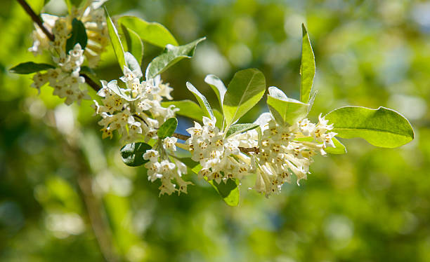 istock A tree with white flowers is in full bloom 2228883545