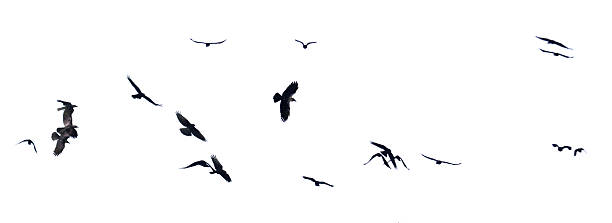 Group of flying birds isolated on white background. Birds are black and white. The image has a calm and peaceful mood.