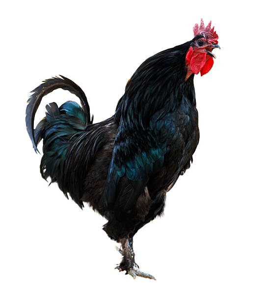 istock A black rooster with a red beak stands on a white background 2228883655