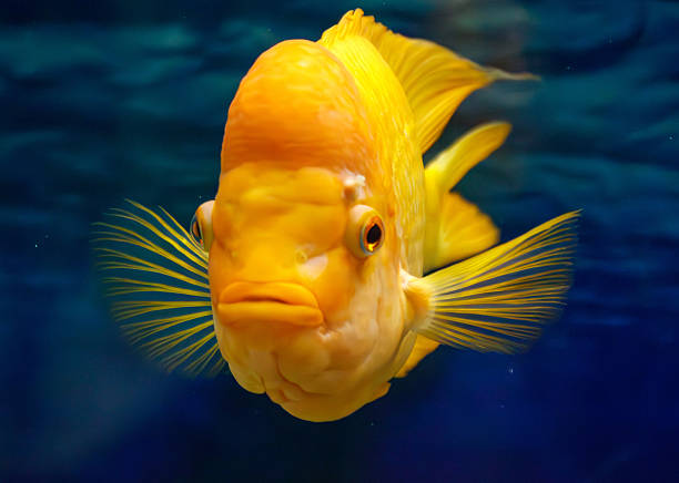 A yellow fish with a black eye stares at the camera. The fish is in a blue tank