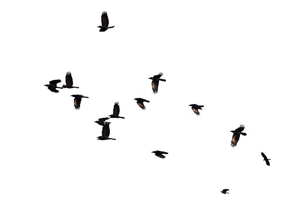 istock Flock of birds in flight isolated on white background 2228883812