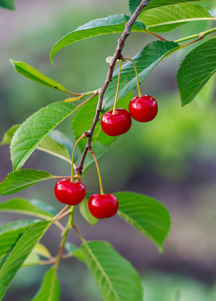 istock A branch with three red cherries on it 2228883858