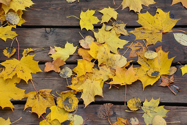 Autumn Leaves on Wooden Surface autumn background