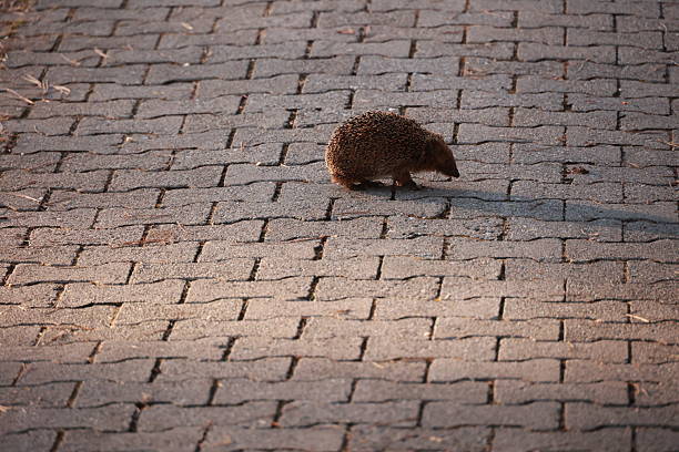 Small brown hedgehog is walking on a brick sidewalk. The hedgehog is the only living thing in the image