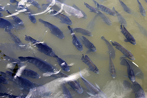 istock A group of tilapia fish swimming in pond water 2228885147