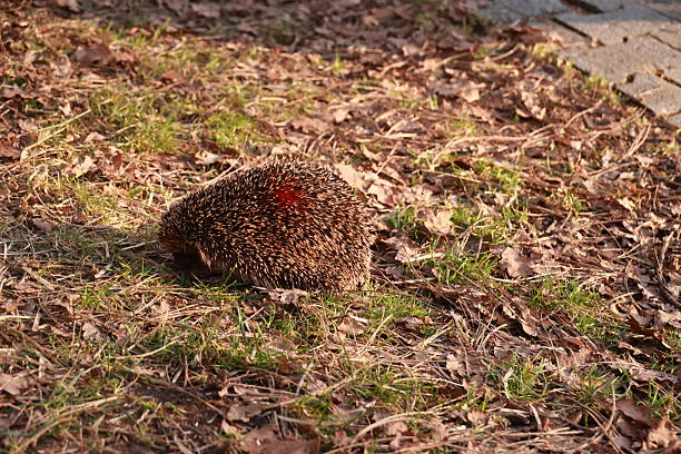Hedgehog is laying on the ground in a grassy area. The hedgehog is surrounded by leaves and twigs, and it is resting