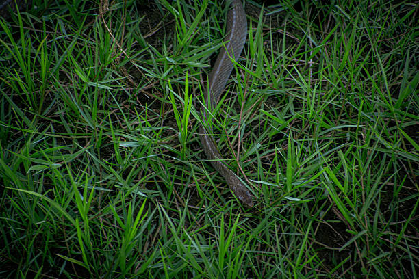 Indian rat snake (Ptyas mucosa) is captured moving stealthily through a grassy field. This wildlife image highlights the snake’s natural camouflage and sinuous body as it blends into the green surroundings.