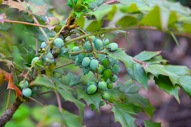 Japanese Mahonia (Berberis japonica) with fruits