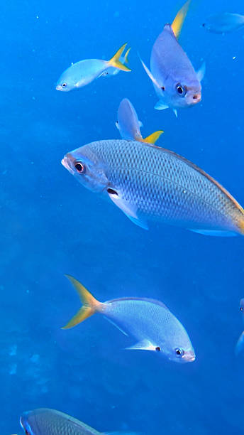 istock Snorkeling with Fish in Palau 2228887893