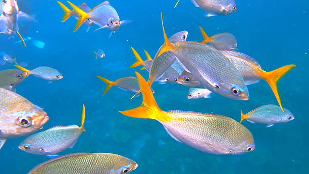 istock Snorkeling with Fish in Palau 2228887914
