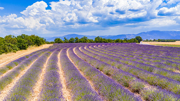 Lavender blossoming in the Provence during a summer day