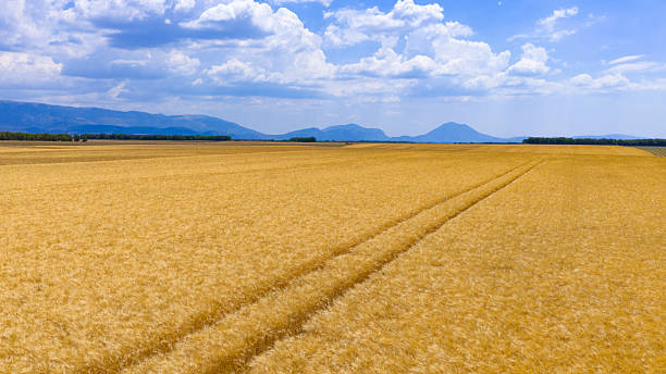 istock Wheat field with tractor tracks during summer 2228887959