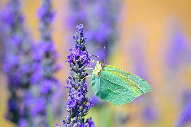 Cleopatra butterfly (Gonepteryx cleopatra) sitting on blossoming lavender in the Provence in France during a sunny summer day.
