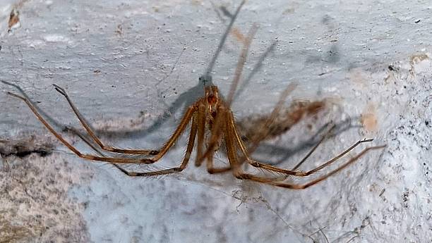 istock Macro Close-Up of a Cellar Spider on a Greyish Textured Surface in a Household Setting 2228888232