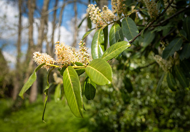 Laurel (Prunus laurocerasus) branches with white and yellow flowers growing on their stems in a public park at springtime in southern England.